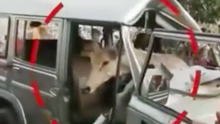 जीप में फंस गई नीलगाय