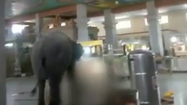 त्रिचि के एक मंदिर में हाथी का आतंक