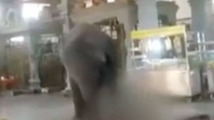 गजराज ने मचाया आतंक