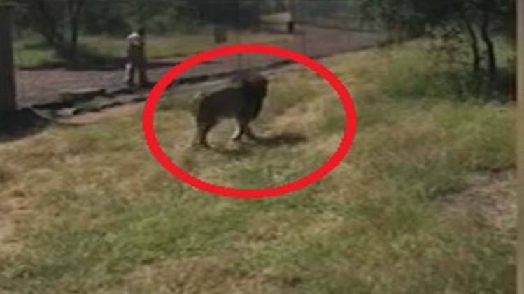 शेर ने बुजुर्ग पर किया अटैक, देखें VIDEO