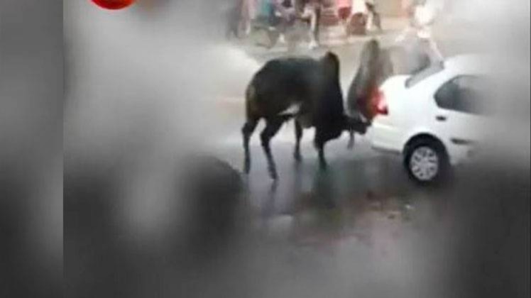 दो सांडों की लड़ाई