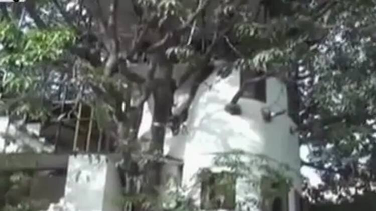 उदयपुर में आम के पेड़ पर बना 4 मंजिला घर, ये है खासियत