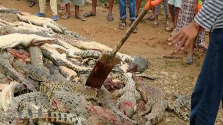 गुस्साए लोगों ने मार डाले मगरमच्छ