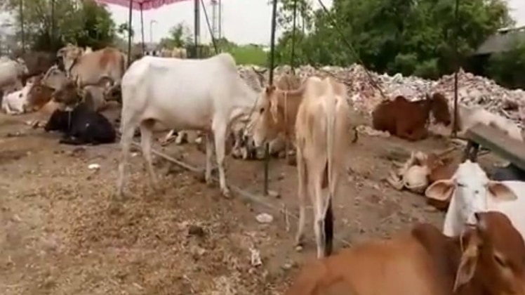 बढ़ते जलस्तर को देखते हुए गौशाला को किया शिफ्ट