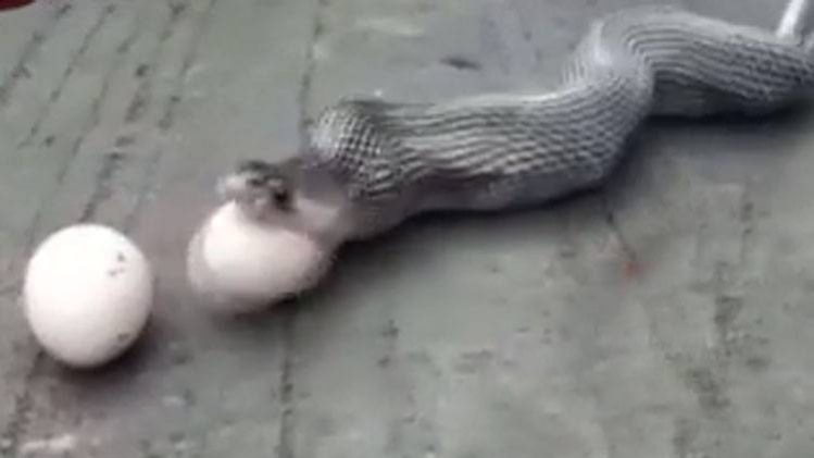 सांप ने मुंह से उगले मुर्गी के 9 अंडे!