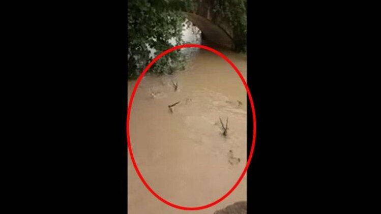 बहते दिखे हिरण