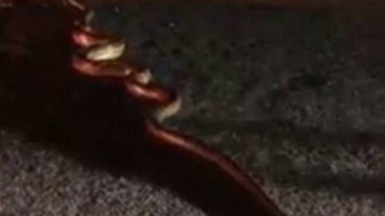 नहीं देखा होगा इतना लंबा सांप, पूरी सड़क को घेरा