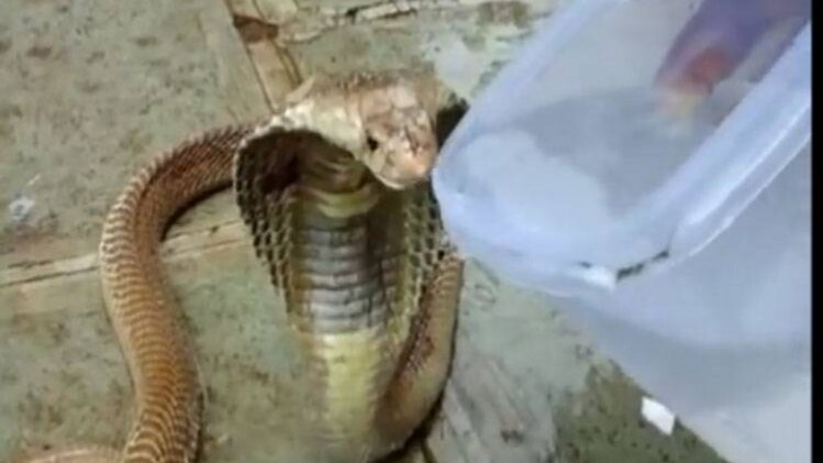 भूखे इस सांप ने ऐसे पिया पानी