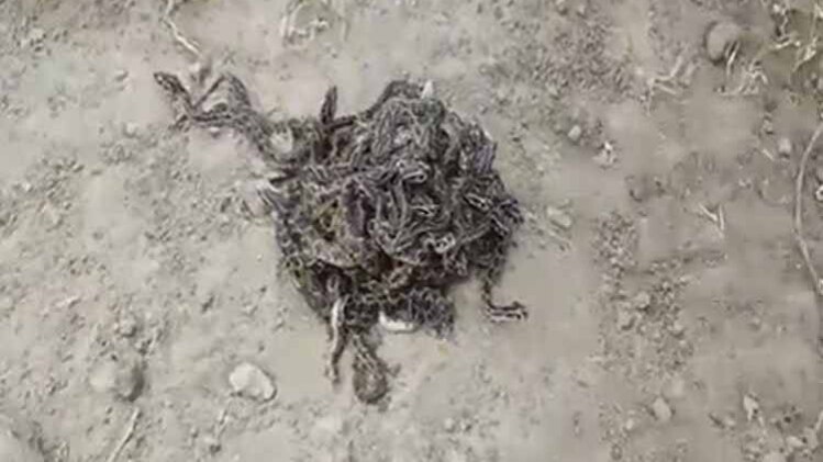 महाराष्ट्र: एक सांप ने 37 बच्चों को दिया जन्म