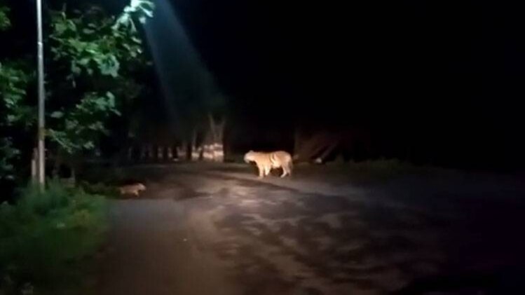 सड़क पर दिखी बाघिन