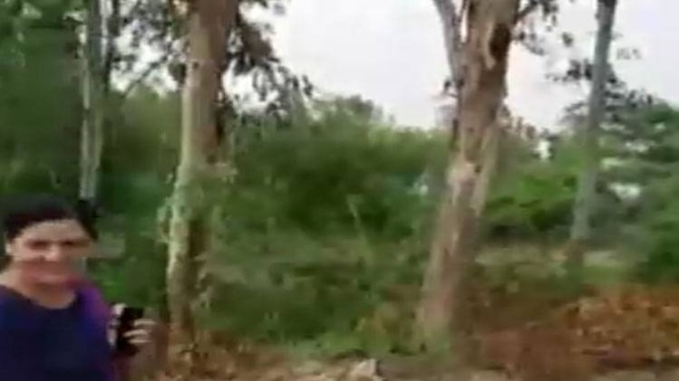 नोएडा में पेड़ों का कटान