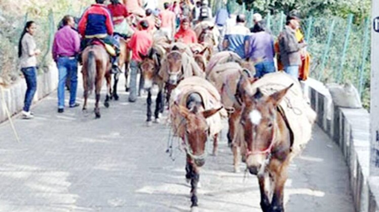वैष्णो देवी की यात्रा मार्ग पर खच्चरों-घोड़ों का विकल्प ढूंढें सरकार