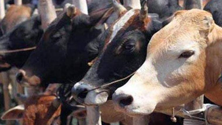 फाइल फोटो