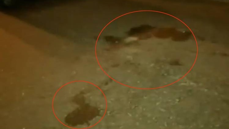 सड़क पर बिखरा खून(लाल घेरे में)