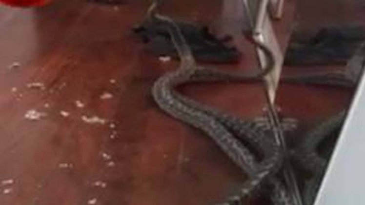 अजगरों की लड़ाई