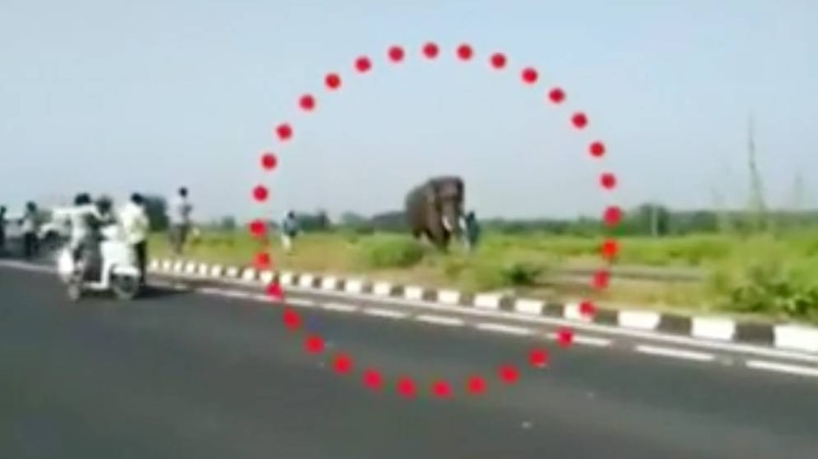 हाथी ने जमकर कोहराम मचाया