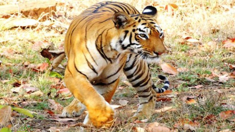 बाघ से गांव में फैली दहशत