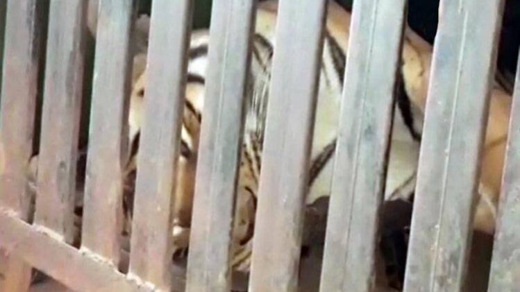 अवनी (तस्वीर: एएनआई)