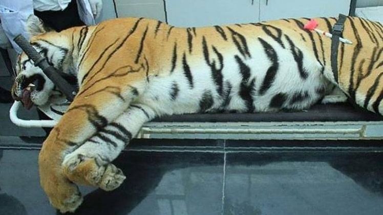 बाघिन अवनि (Photo: Twitter/Milind Deora)