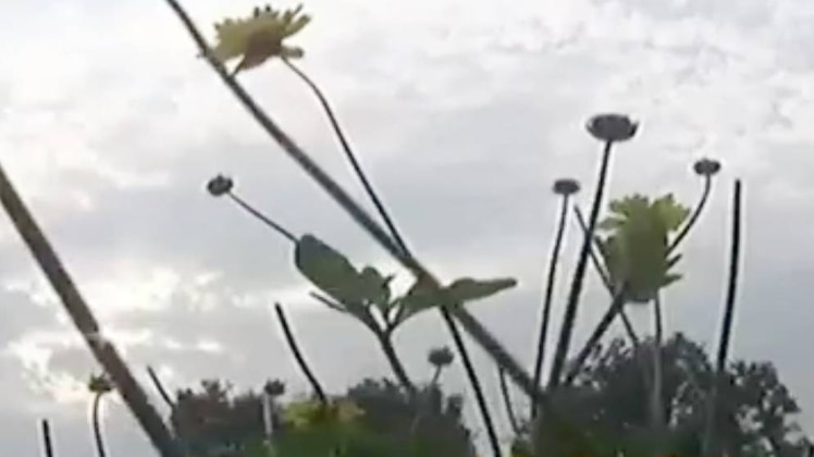 दिल्ली में कृत्रिम बारिश पर रोक