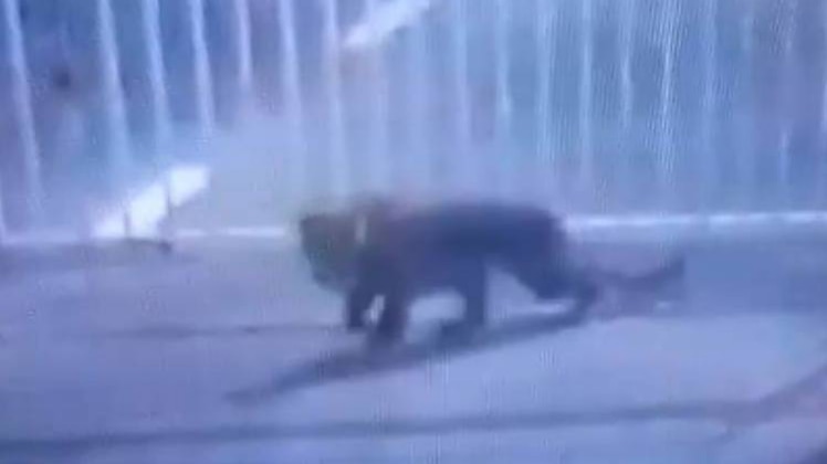 तेंदुए की तलाश के लिए सर्च ऑपरेशन शुरू