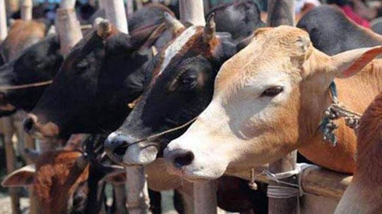 चुनाव में गाय बनी मुद्दा