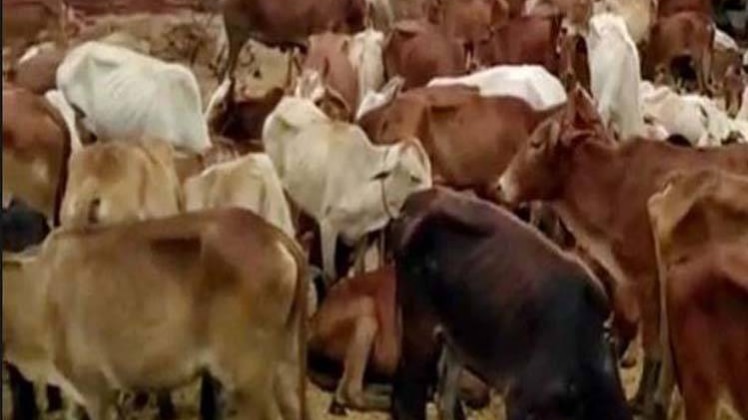 दंगल: मध्य प्रदेश चुनाव में गो माता को बनाया गया वोट 'दाता'?