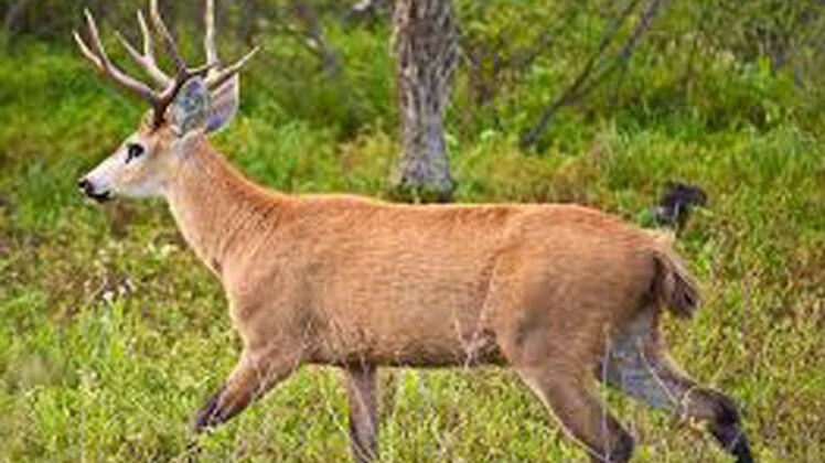 लंच ब्रेक