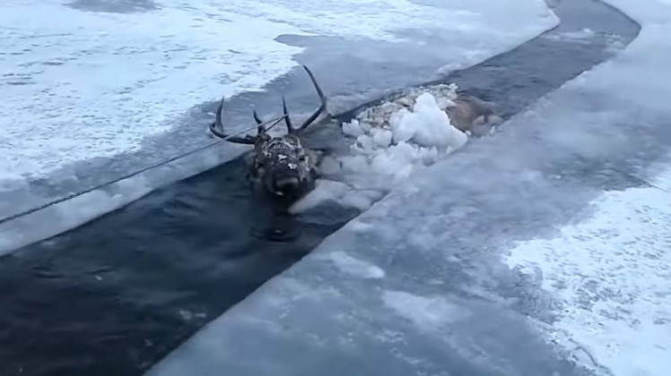 हिरण का रेस्क्यू ऑपरेशन