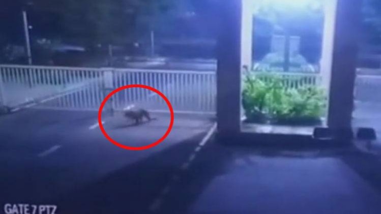 सचिवालय में तेंदुआ