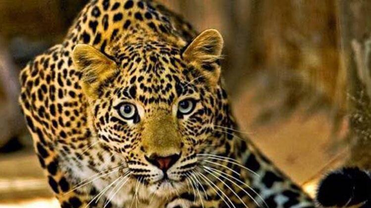 सांकेतिक तस्वीर (indiatoday.in)