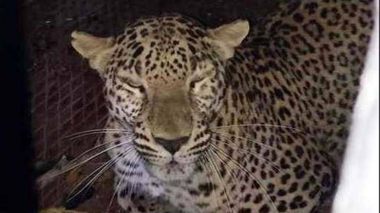 पकड़ा गया तेंदुआ