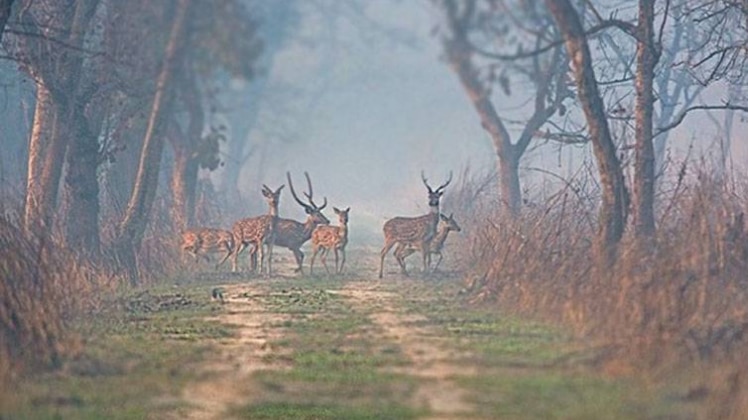 दुधवा नेशनल पार्क