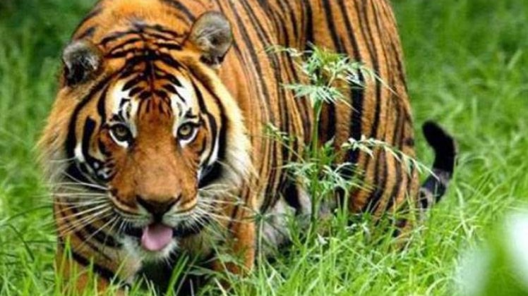 फाइल फोटो