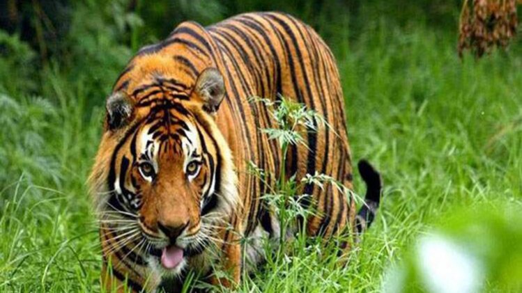 प्रतीकात्मक तस्वीर