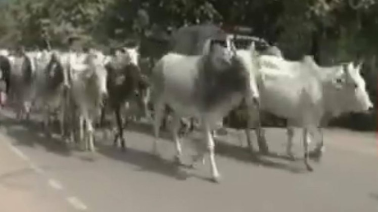 जानवरों की परेड