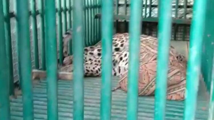 कोर्ट में घुसा तेंदुआ