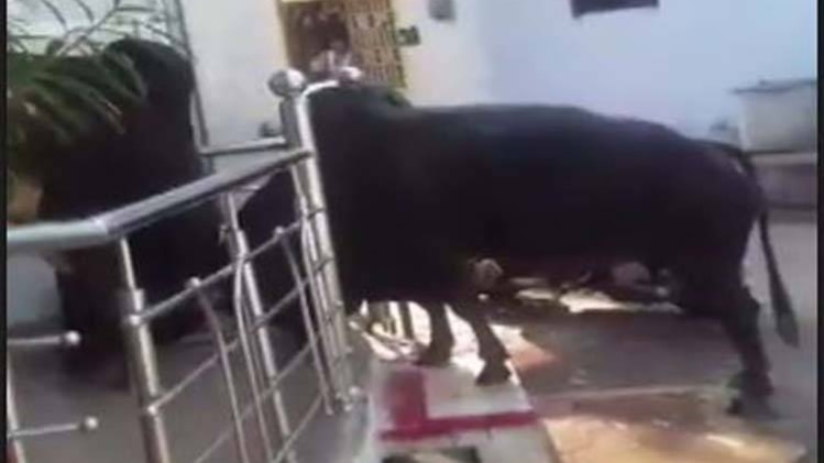 वायरल वीडियो: घर के बाहर बैलों का 'दंगल'