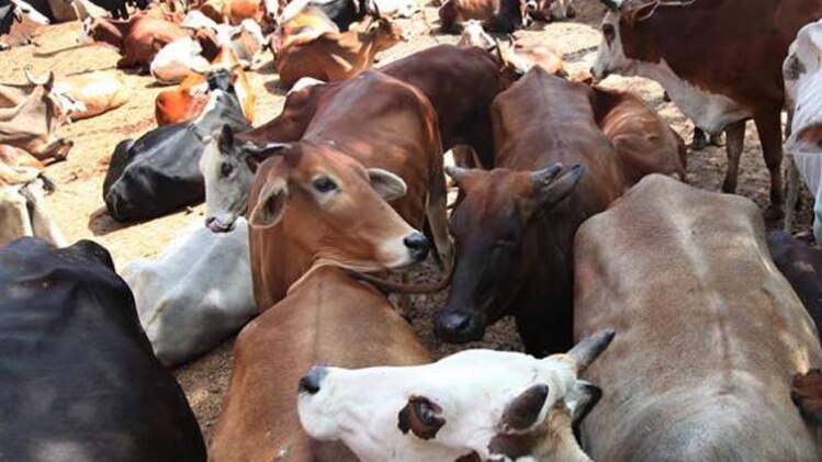 सांकेतिक तस्वीर