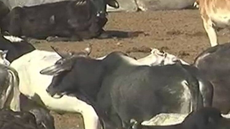 प्रतीकात्मक तस्वीर