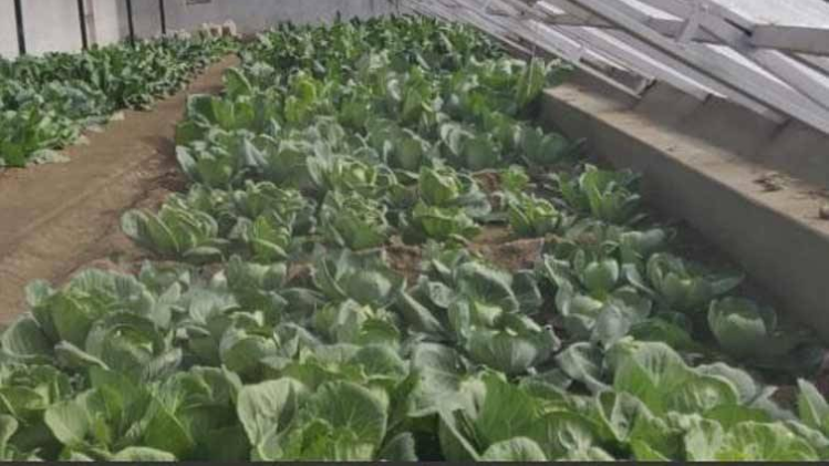 लद्दाख में अब ठंड में होगी सब्जियों की खेती