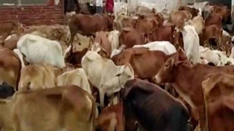 कमलनाथ का मिशन 'गो सेवा' शुरू, 1000 गौशाला खोलने का ऐलान