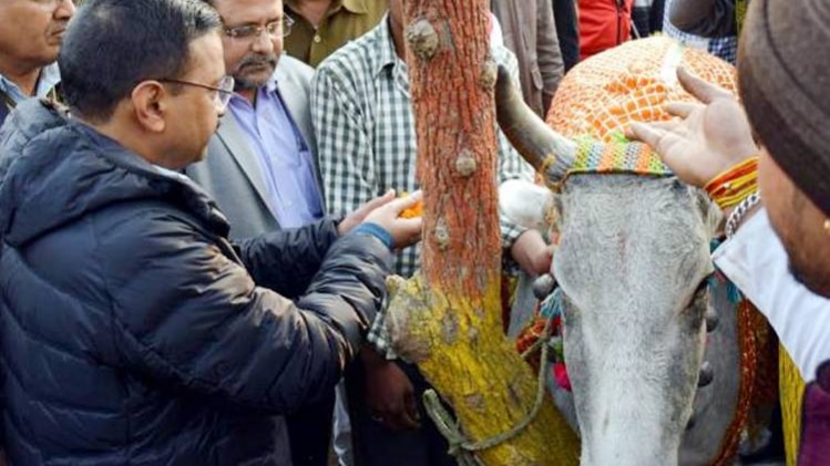 सीएम अरविंद केजरीवाल बुधवार को हर‍ियाणा स्थि‍त एक गौशाला पहुंचे(Image: PTI)