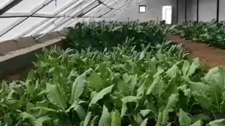 माइनस 20 डिग्री तापमान में उगाई गई सब्जियां