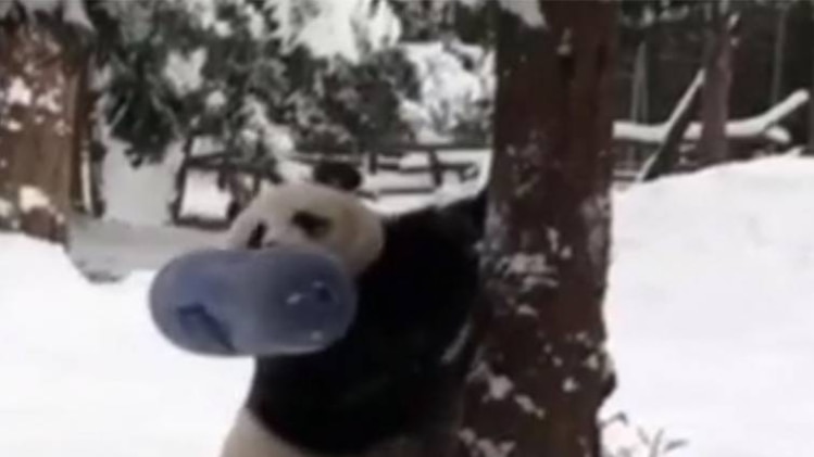 बर्फ में मौज मस्ती करता पांडा