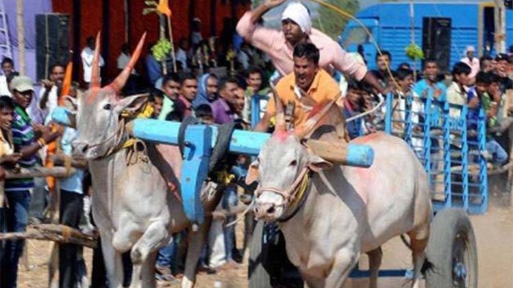 तमिलनाडु में बैलों की जानलेवा दौड़, इनाम के लिए हुई हाथापाई