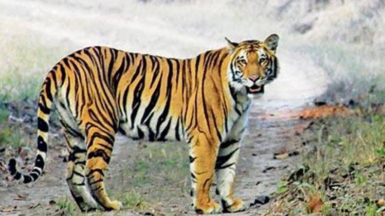 File Photo: Mail Today