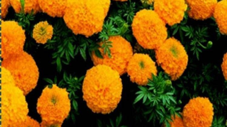 चाल चक्र: जानिए फूलों से कैसे बनते हैं बिगड़े काम