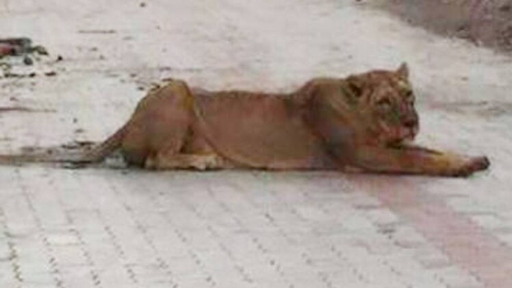 लंच ब्रेक