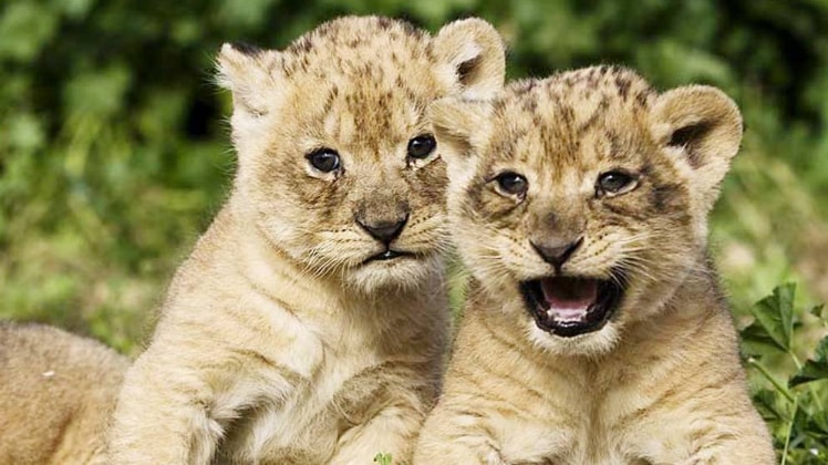 लंच ब्रेक